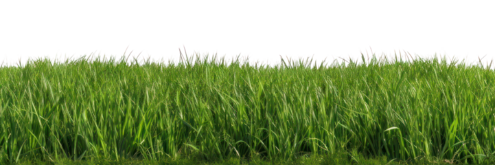 PNG Realistic grassfield backgrounds landscape outdoors.