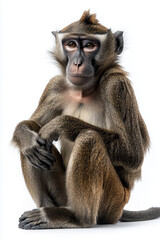 Fototapeta premium Monkey isolated on white background.