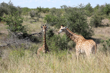 Giraffe / Giraffe / Giraffa camelopardalis