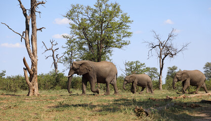 Obraz premium Afrikanischer Elefant / African elephant / Loxodonta africana