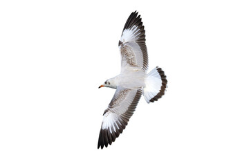 Beautiful seagull flying isolated on transparent background png file