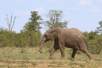 Fototapeta premium Afrikanischer Elefant / African elephant / Loxodonta africana