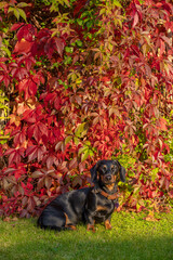Autumn Sausage