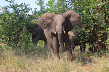 Fototapeta premium Afrikanischer Elefant / African elephant / Loxodonta africana