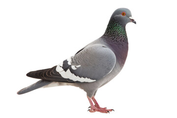 Obraz premium pigeon isolated on white or transparent png