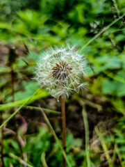 dandelion seed head