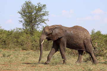 Afrikanischer Elefant / African elephant / Loxodonta africana