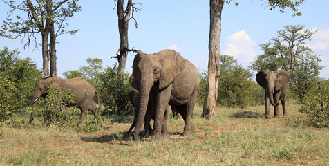 Obraz premium Afrikanischer Elefant / African elephant / Loxodonta africana