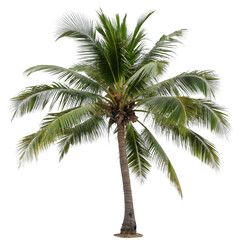 palm tree on white background, cutout png