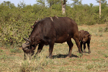 Kaffernb&uuml;ffel / African buffalo / Syncerus caffer.