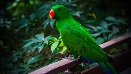 Green Parrot Resting on Railing with Vibrant Plumage and Orange Beak