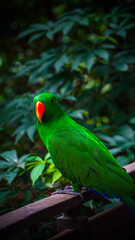Vibrant Green Parrot Resting on Railing in Lush Natural Setting