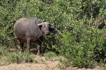 Obraz premium Kaffernbüffel / African buffalo / Syncerus caffer