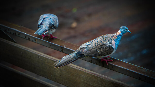 Two Spotted Doves Perched on Metal Railing in Urban Setting
