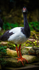 Fototapeta premium Magpie Goose Standing on Rocks in Natural Habitat Wildlife Photography