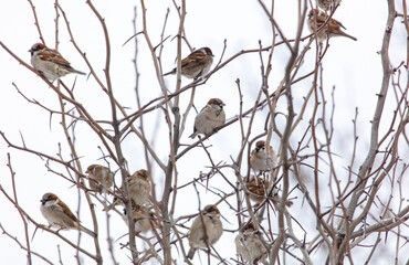 A group of birds are sitting on a tree branch