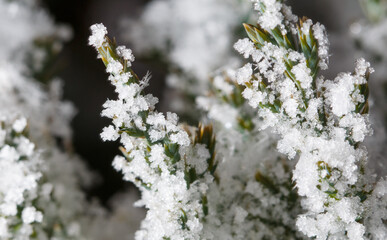 A branch covered in snow, with the snow covering the entire branch