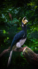 Hornbill Perched on Branch in Lush Green Foliage Setting