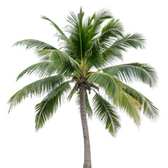 palm tree on white background, cutout png