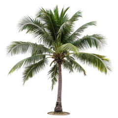 Obraz premium palm tree on white background, cutout png