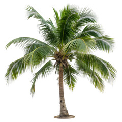 Obraz premium palm tree on white background, cutout png