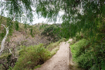 stone path in the garden