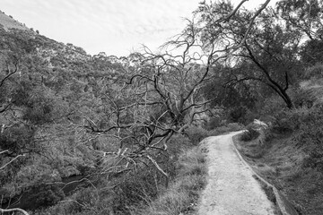 black and white landscape