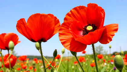 Obraz premium Screensaver. Vibrant wild poppies in expansive field setting, natural beauty