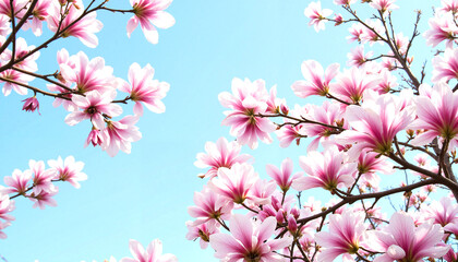 Obraz premium Screensaver. Magnolia blossoms against blue sky in urban park, spring beauty