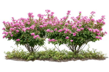 flowering shrubs with pink blossoms on transparent background