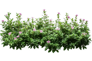 flowering bush isolated on white background