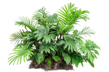 lush green tropical plant isolated on white background