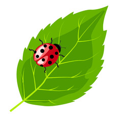 Bright ladybug resting on a green leaf in a simple vector illustration © Lena_Fotostocker