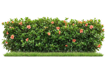 hibiscus bush with flowers isolated on transparent background