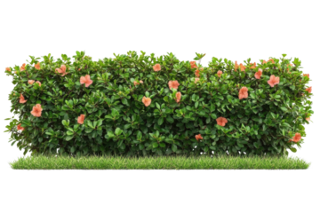 hibiscus bush with flowers isolated on transparent background