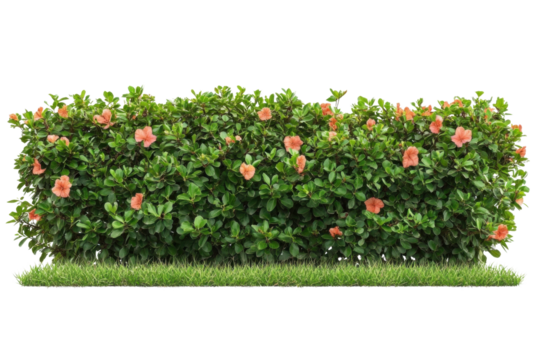 hibiscus bush with flowers isolated on transparent background
