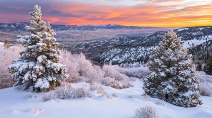 Snow covered trees overlook mountains at colorful winter sunrise
