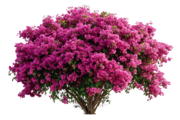 pink bougainvillea tree on isolated black background