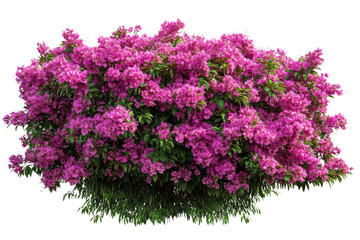bougainvillea bush with purple flowers on transparent background
