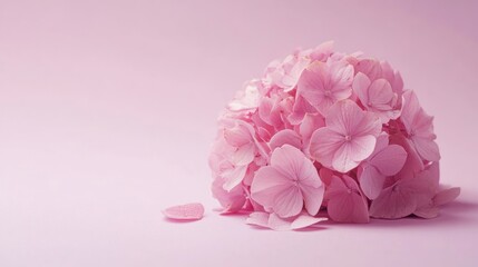 Soft pink hydrangea flower rests against matching background surface