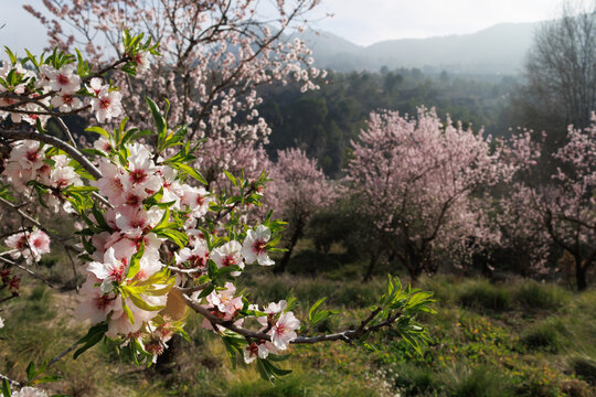 Flores de almendro con bokeh de paisaje con cultivo de almendros y monta&ntilde;a a contraluz, Alcoy, Espa&ntilde;a