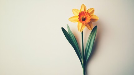 Single vibrant daffodil flower with green leaves on plain background