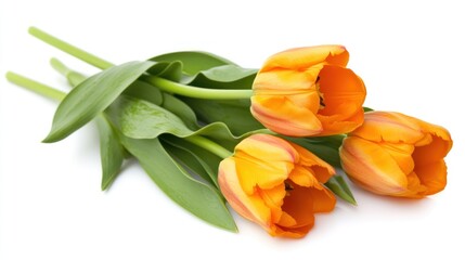 Three vibrant orange tulip flowers lie together on white background