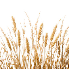 Fototapeta premium Golden Wheat Field: Nature's Bounty isolated on transparent background