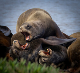 A pod of California Sea Lions on a pier structure