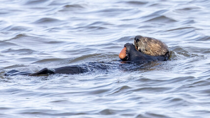 Fototapeta premium A California Sea Otter having a meal