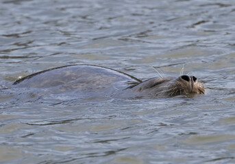 Fototapeta premium A California Harbor Seal resting in Elkhorn Slough located in Moss Landing CA
