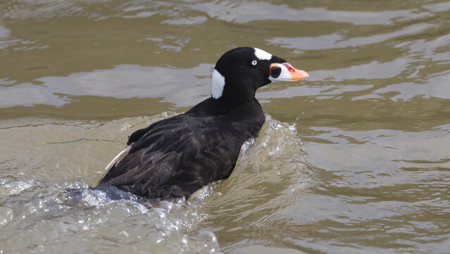 A colorful sea scoter on the water