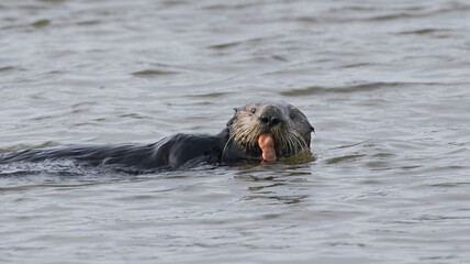 Fototapeta premium A California Sea Otter having a meal