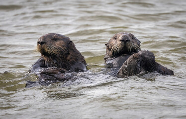 A pair of California Sea Otters swimming in the water